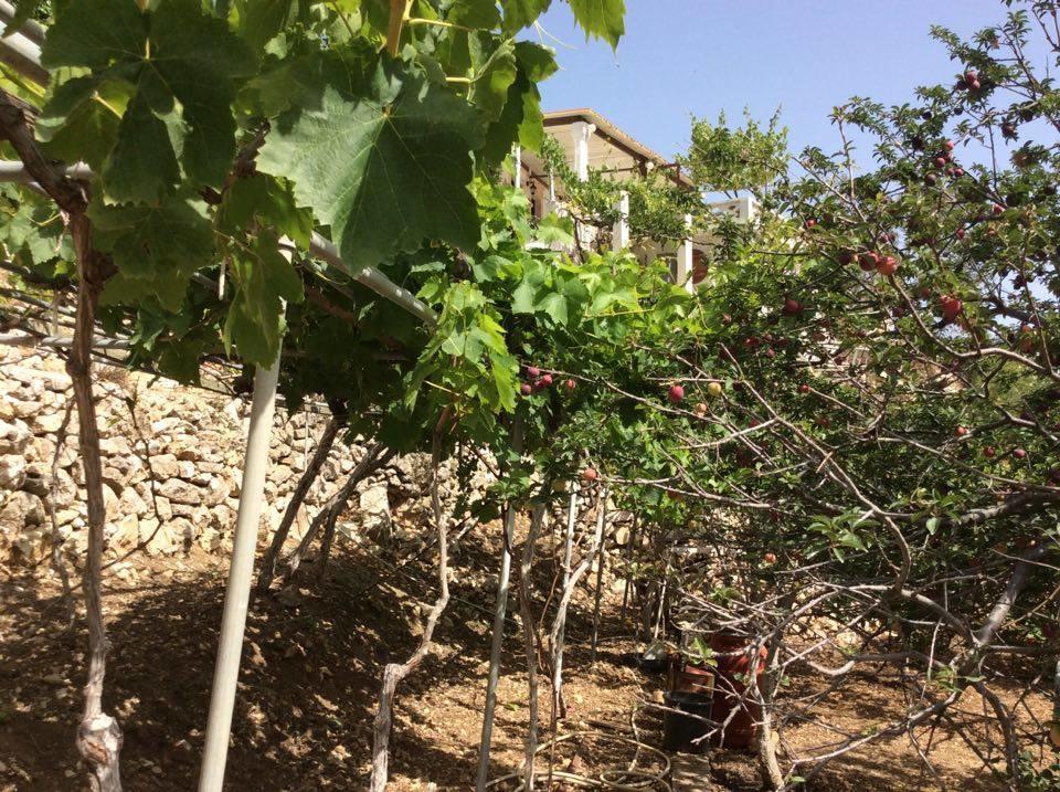 La Villa Di Zazopetra Menetaí Exteriér fotografie